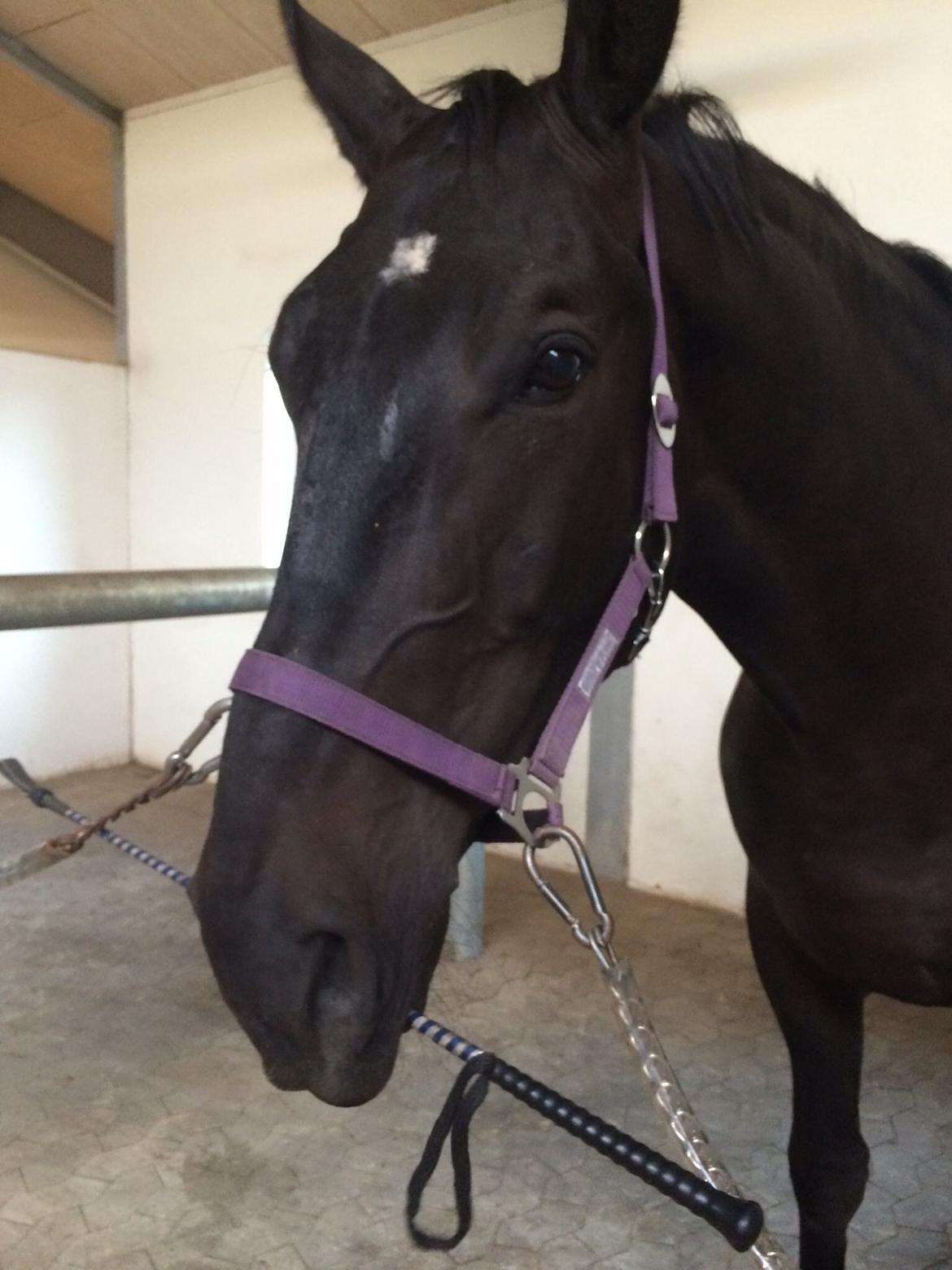 Oldenborg Ikaros billede 17