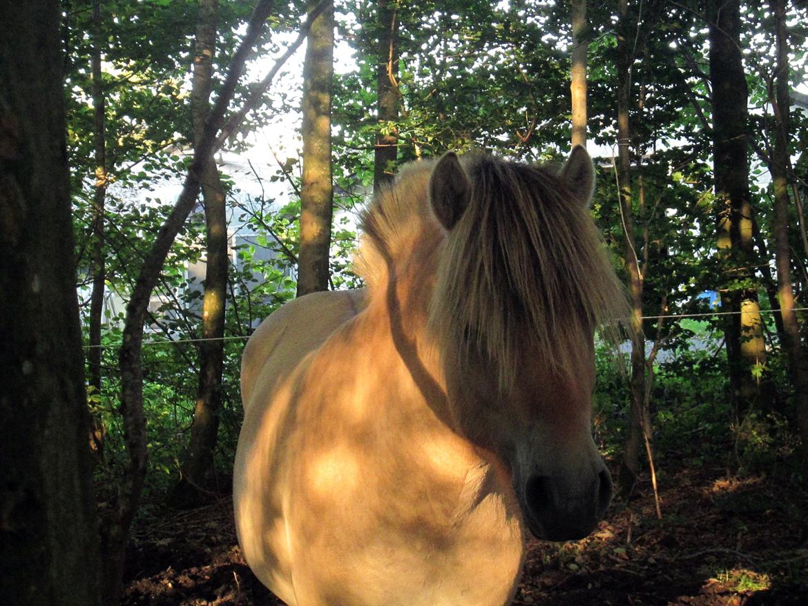 Fjordhest Faust Fyrsø billede 18