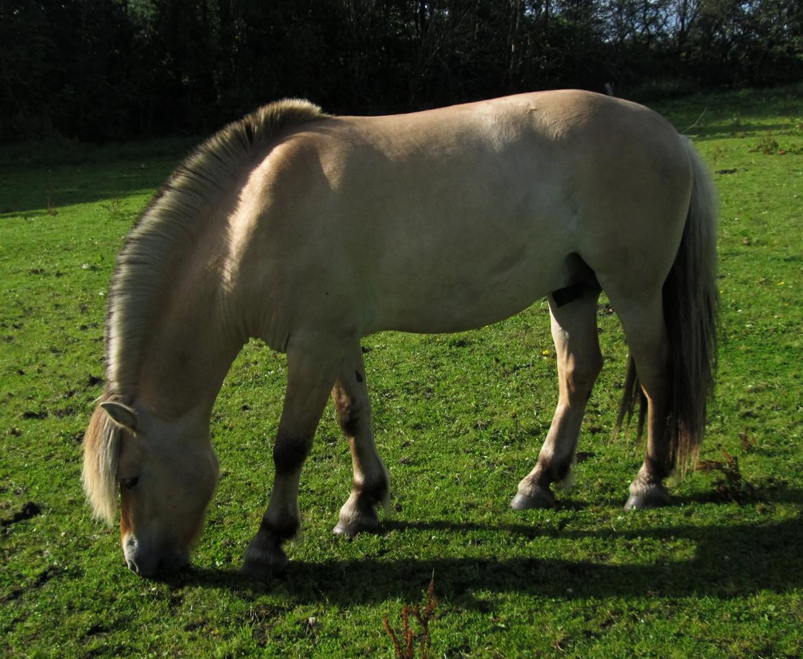 Fjordhest Faust Fyrsø billede 19