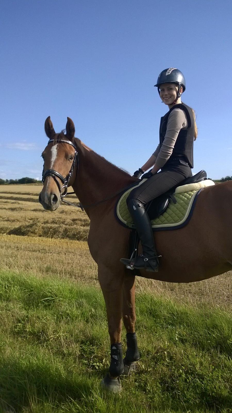 Tysk Oldenburger Bladsgaards Windy Sky billede 4