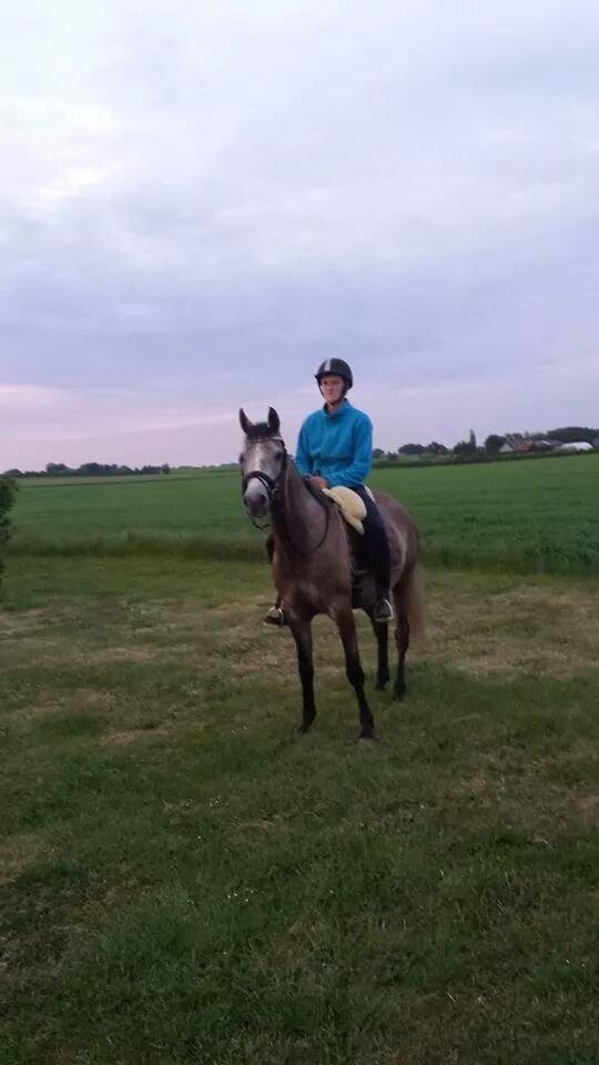 Arabisk fuldblod (OX) Ihh Sejt billede 7