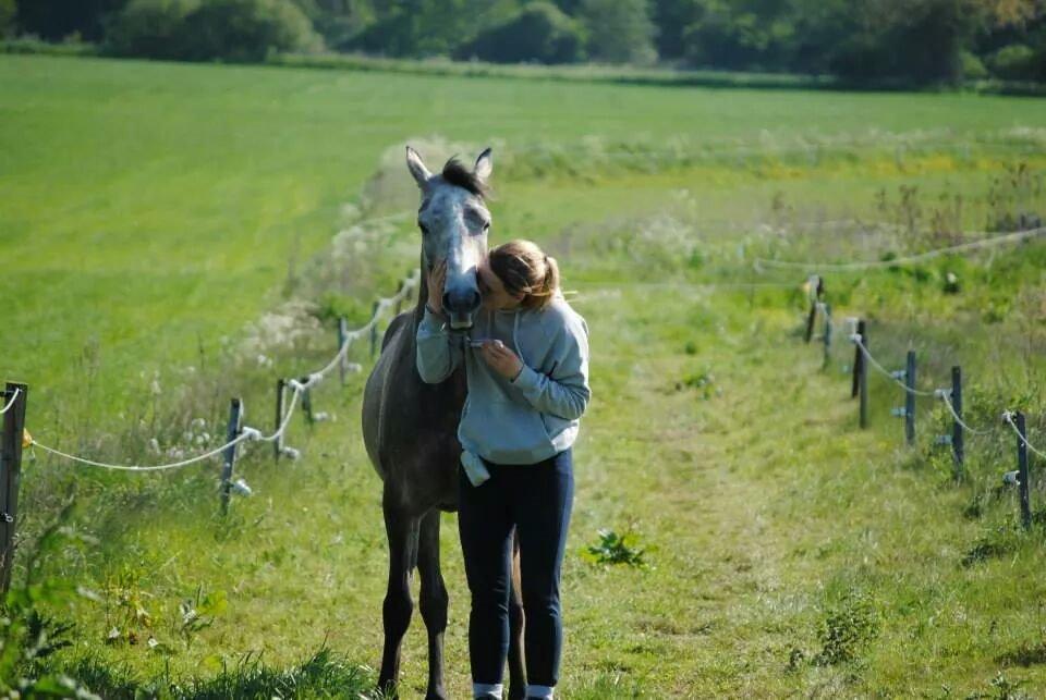 Arabisk fuldblod (OX) Ihh Sejt billede 10