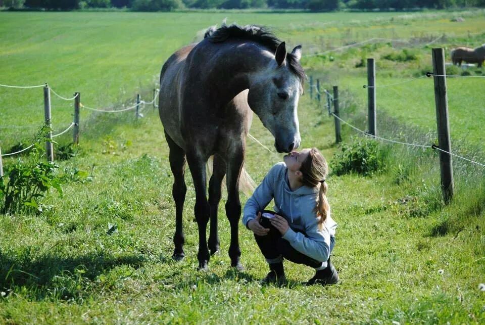 Arabisk fuldblod (OX) Ihh Sejt billede 11