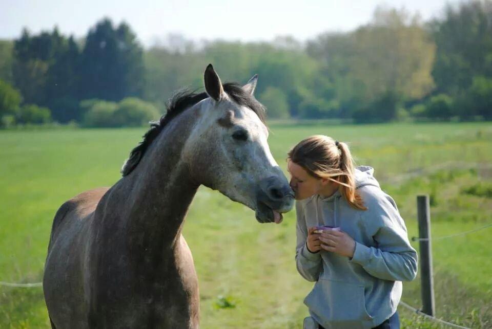 Arabisk fuldblod (OX) Ihh Sejt billede 12