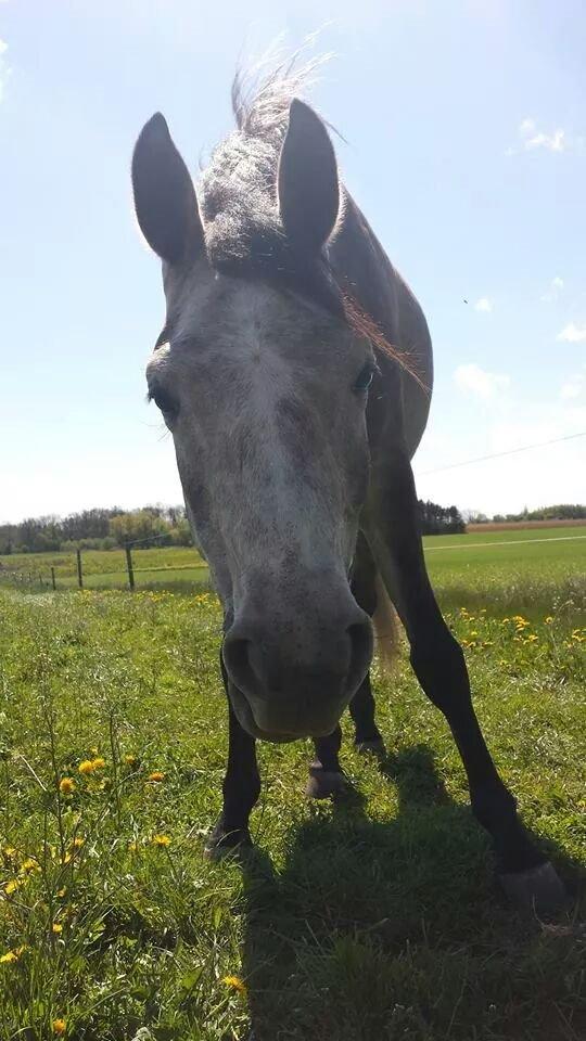 Arabisk fuldblod (OX) Ihh Sejt billede 17