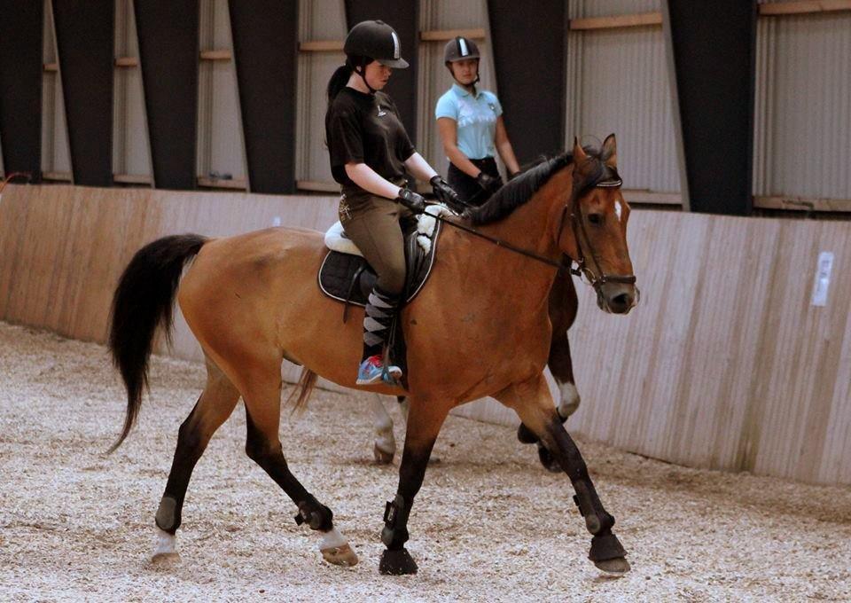 Anden særlig race Arcibald - Fin trav min lille skat har <3 :') billede 5