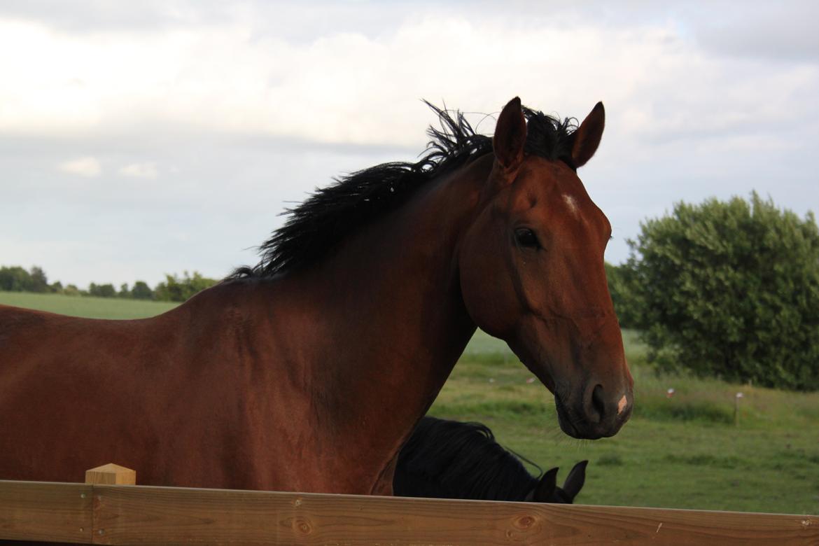 Dansk Varmblod Bakkegaarden's Chester billede 11