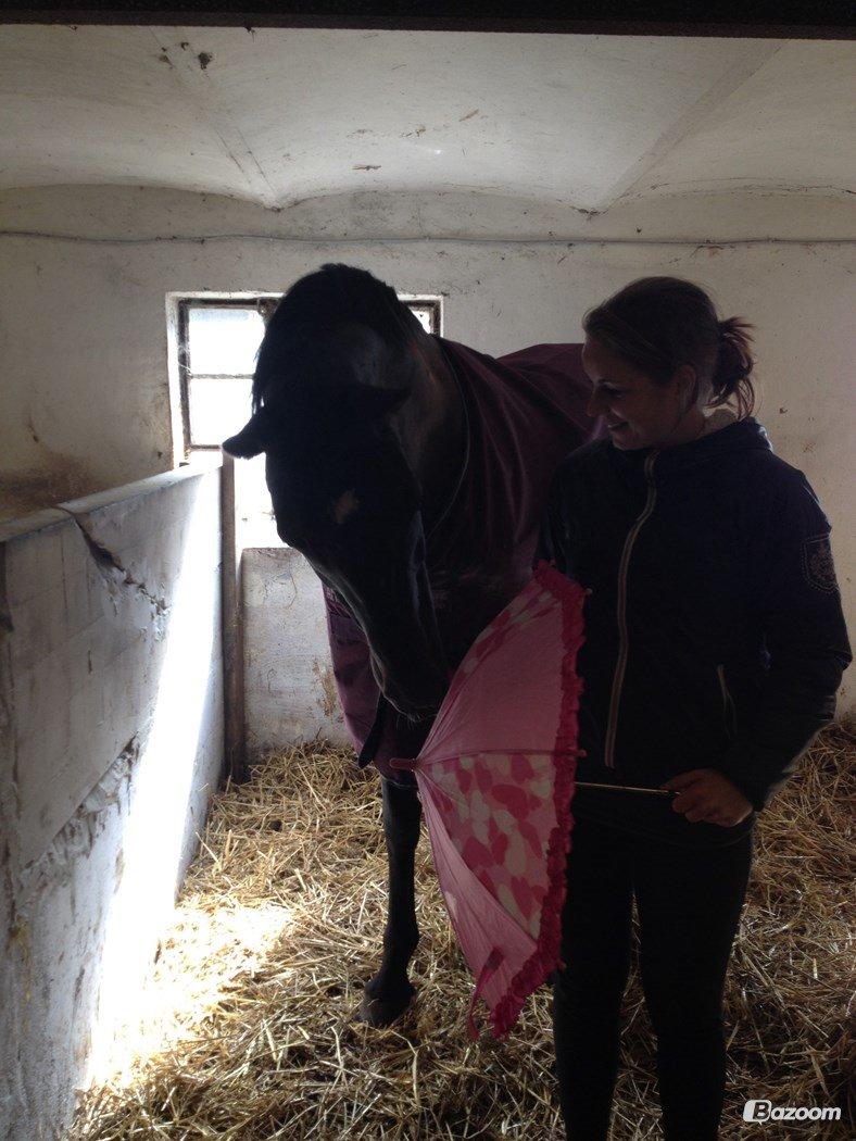 Oldenborg Sally af Skovvang billede 17