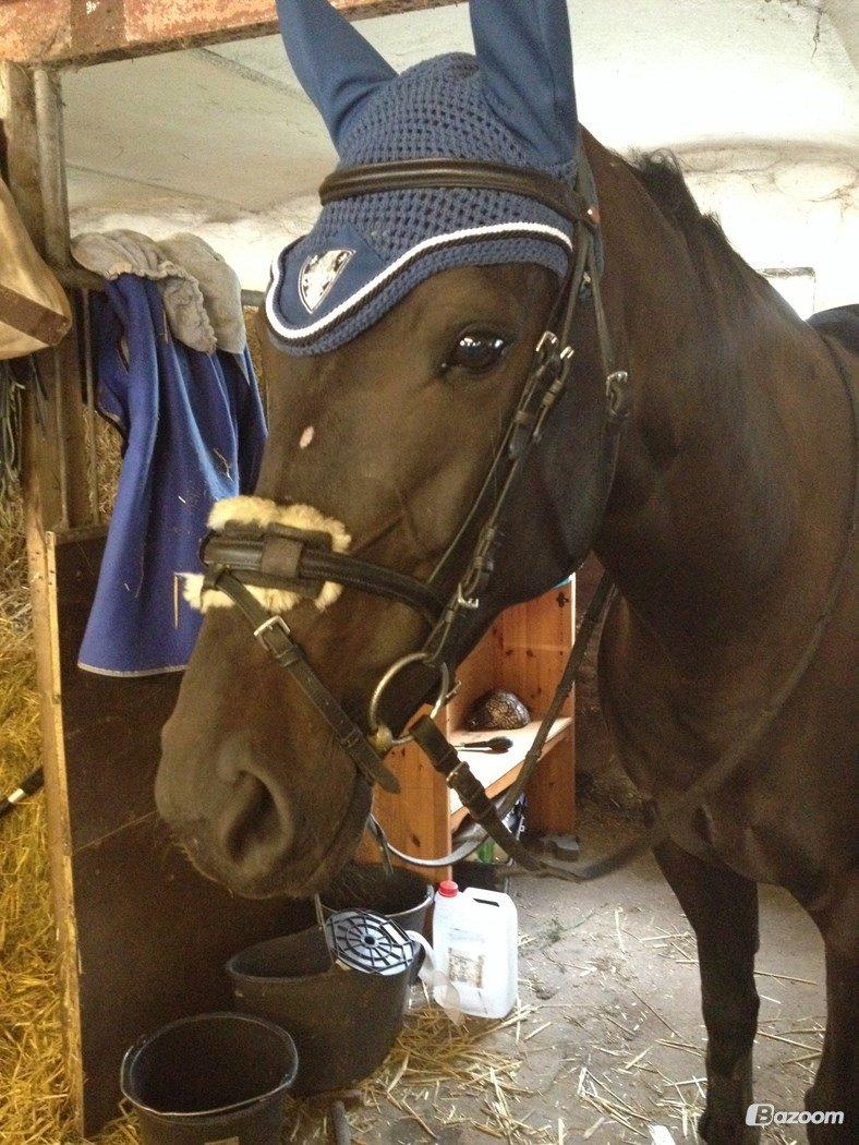 Oldenborg Sally af Skovvang billede 18