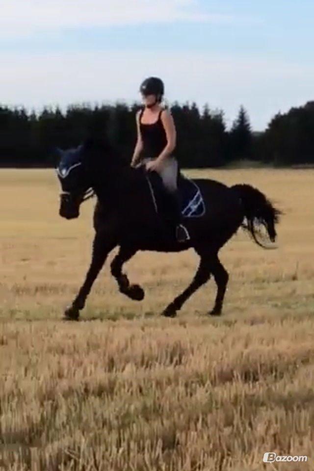 Oldenborg Sally af Skovvang billede 15