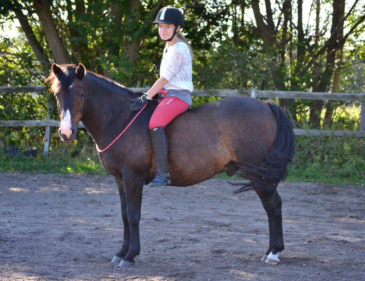 New Forest Kroghøjs Tango.  billede 13