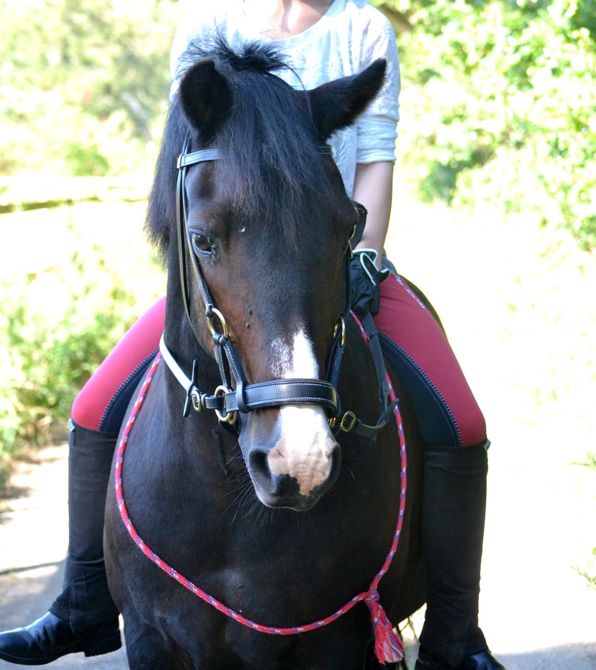 New Forest Kroghøjs Tango.  billede 1