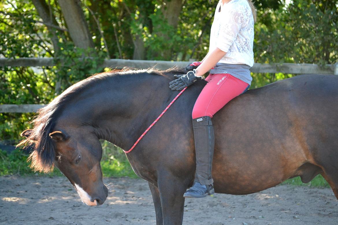 New Forest Kroghøjs Tango.  billede 15