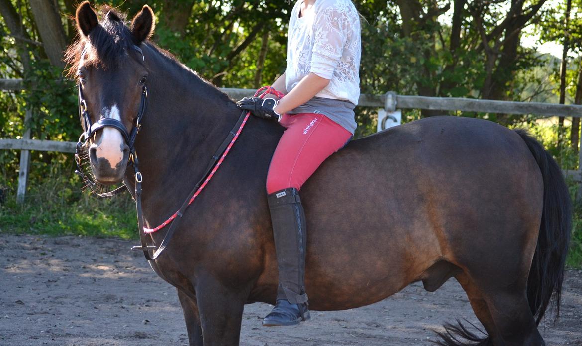 New Forest Kroghøjs Tango.  billede 18