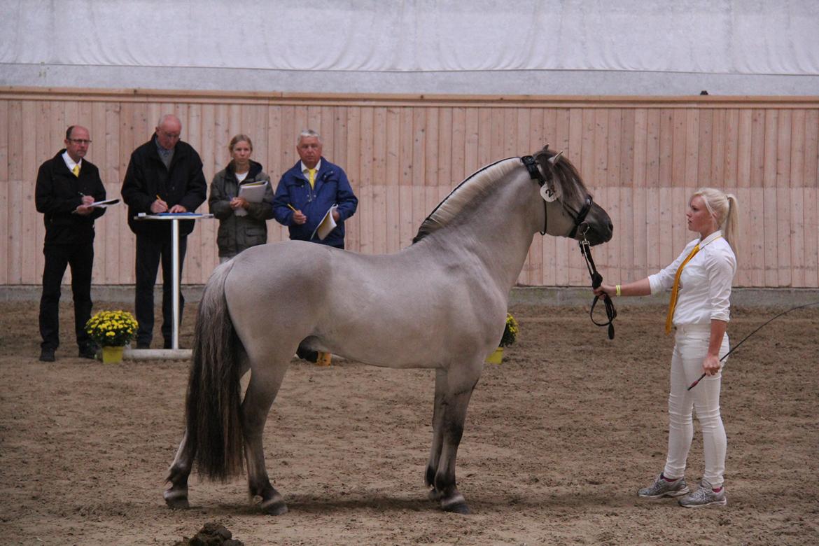 Fjordhest Tulstruplunds Hudini - Hingstekåring på Vilhelmsborg 2014 billede 17