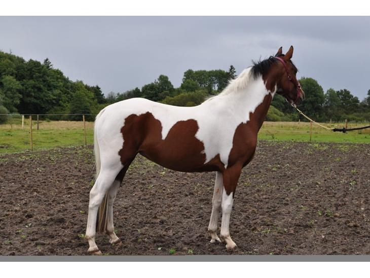 {{currentPhoto.altText}} billede {{currentPhoto.number}}