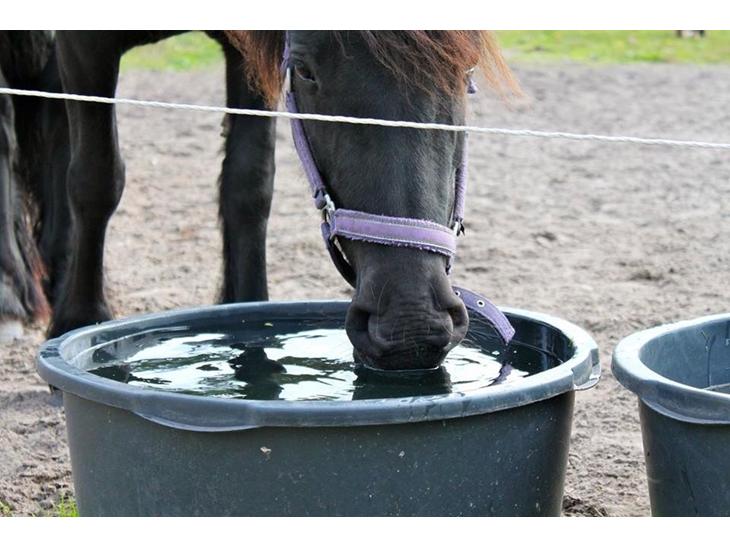 Fell pony Ellegaards Donna billede 1