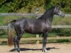 Lusitano Gagàna Rogue [Tidl. hest]