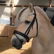 Fjordhest Aikon Romeo