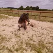 Nordsvensk Skovhest Tjalfe(Bequda)[part]