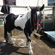 Tinker Irish swans lord landon