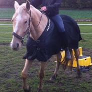 Anden særlig race Honey