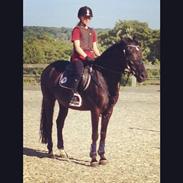 Hollandsk Sportspony Mr. Bean