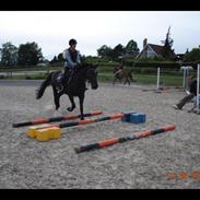 Hollandsk Sportspony Mr. Bean