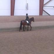 Anden særlig race Kalif