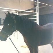 Anden særlig race Kalif