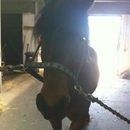 Anden særlig race Kalif