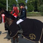 Welsh Pony (sec B) Florian