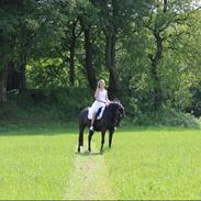 Welsh Pony af Cob-type (sec C) klarisa søblink