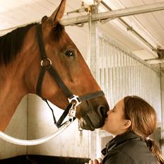 Trakehner Inarre(Babyhesten)