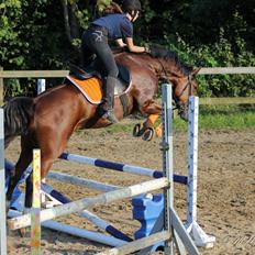 Dansk Varmblod Westergaardens Lucky Star