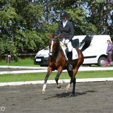 Hollandsk Sportspony Orchid's Corallina B-pony