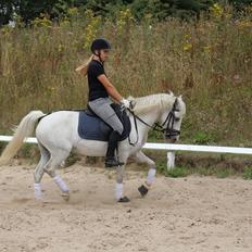 Anden særlig race snehvide