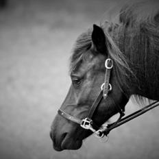 Shetlænder Silke Morsbøl