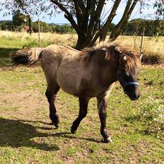 Shetlænder Fjordfarmens Mister Fantasy (SOLGT)