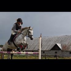 Welsh Partbred (Sec F) Klintholms miss abby