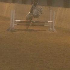 Welsh Partbred (Sec F) Klintholms miss abby