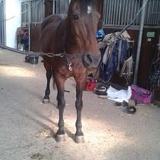 Anden særlig race Mr Saxo Vallentino<3 R.I.P. :( <3