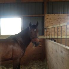 Anden særlig race Mr Saxo Vallentino<3 R.I.P. :( <3