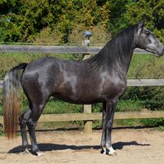 Lusitano Gagàna Rogue