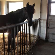 New Forest Remontes Sweet Swing (solgt)