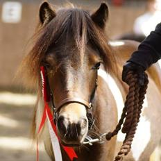 Shetlænder Bellis Merci *solgt*