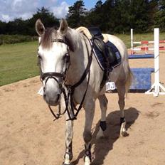 DSP Holmgaards Dalí