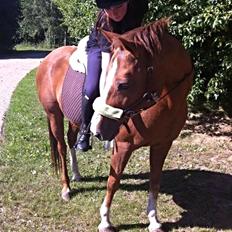 New Forest Oosterhoffs sec ond-hand rose RIP