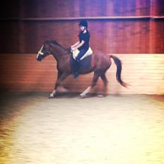 New Forest Oosterhoffs sec ond-hand rose RIP