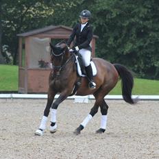 Dansk Varmblod Londondiary